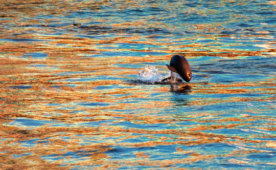极度濒危状况没改变 长江江豚升为国家一级保护野生动物