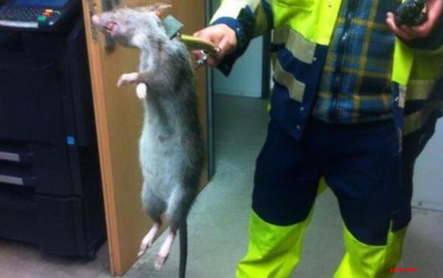 英国房中发现巨鼠像猫一样大 免疫老鼠药