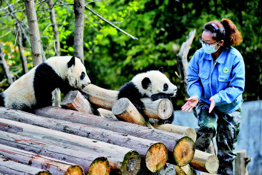 秦嶺大熊貓的“鏟屎官”：比照顧自家孩子更稱職的“保姆”