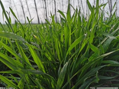 去年湘潭粮食播种和产量实现“双增” 确保区域粮食安全