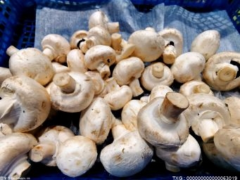 野生蘑菇进入生长旺盛期 深圳疾控中心提醒切勿采摘食用