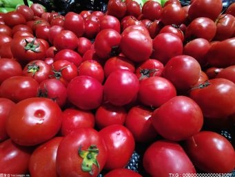4块钱一斤 连云港东海这个村的西红柿卖了十七八万元
