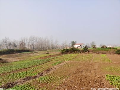 郴州安仁：无人机追施硼肥 确保油菜丰产增收