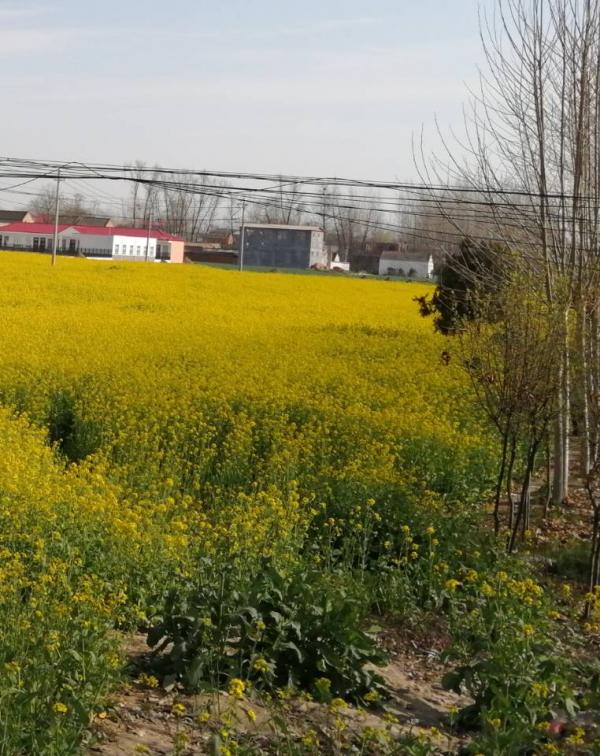 湘潭湘乡300亩油菜花进入最佳观赏期 带动农民增收致富