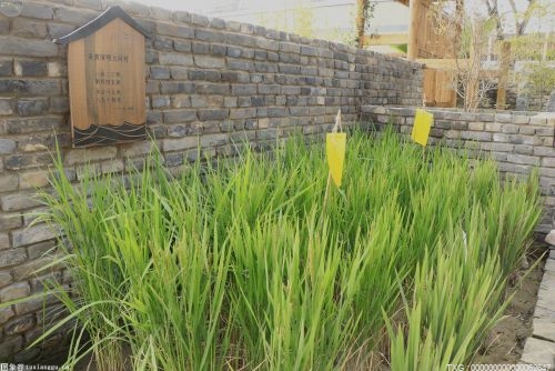 长沙市长沙县免费发放早稻种子 保障种粮大户不误农时