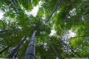 益陽桃江竹林面積達115萬畝 去年竹筍產業實現產值13.06億元