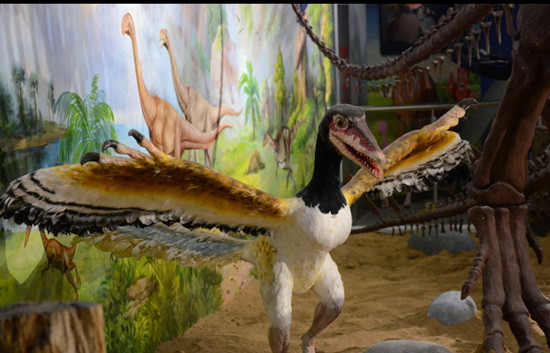这条演化之旅 让我们知道了恐龙和鸟“沾亲带故” 