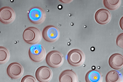 “纳米瓶”技术可按功能进行单细胞分类 对药物开发和生物学研究具有重要意义 