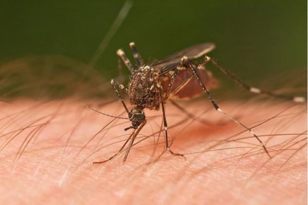 Google和驱虫剂品牌Off合作推出蚊子预测工具