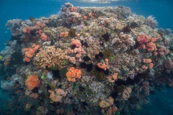 科学家首次绘制出海洋热浪前后的活珊瑚位置图