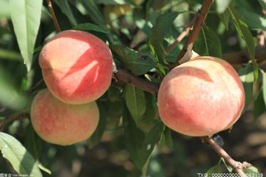 去年宁波奉化区水蜜桃产量超5万吨 销售总产值突破5亿元