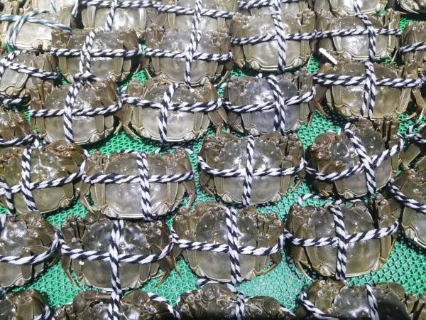 今年南京高淳区螃蟹养殖面积达21.58万亩 总产量预计达1850万公斤