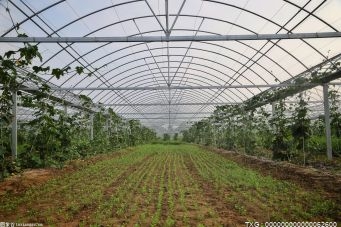 江苏省科技改变传统种植模式 助力农产品丰产丰收